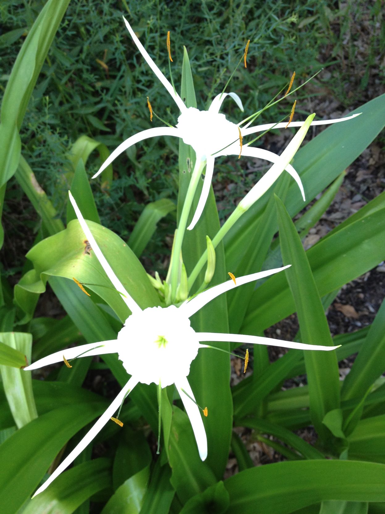 Eagle Rock blooming-size bulb NEW JUMBO Crinum Lily 